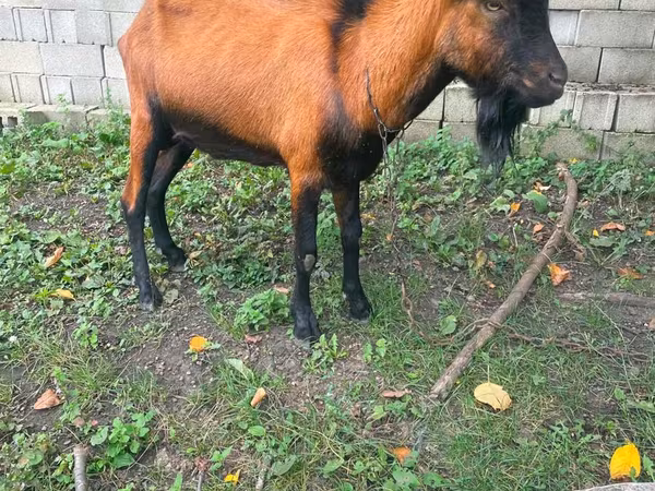 बकरा, Nubian Goat — मॉल्डोवा