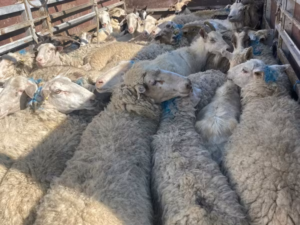 母羊, Sheep — 摩尔多瓦