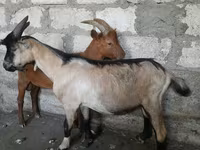 Keçi, Nubian Goat — foto 2