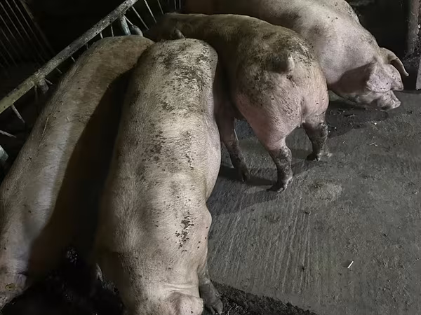 Vier, Porci — Republica Moldova