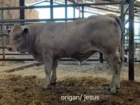 Bou, Charolais cattle — foto 5