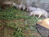 Eber, Schweine — Foto 1