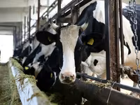 Kuh, Holstein-Rasse — Foto 7