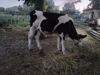 सांड, मवेशी — फ़ोटो 2