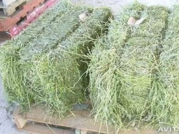 Cumpăr 20 de baloți de lucernă pentru iepuri, adusă acasă.