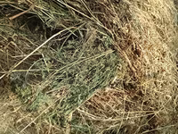 Люцерна — الصورة 5