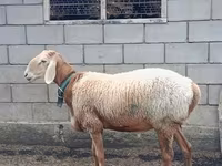 Qoʻchqor, Arashan sheep — 2-rasm