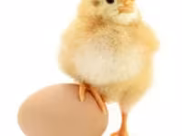 Chickens — foto 2