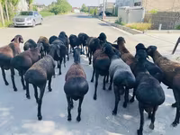 Bélier, Moutons — photo 3