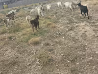 बकरा, बकरियाँ — फ़ोटो 3