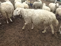 Ram, Sheep — photo 2
