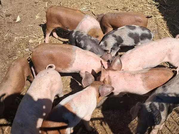 Boar,  — Moldova