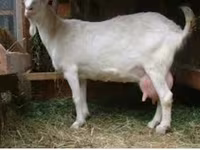 Ziegenbock, Saanen goat — Foto 4