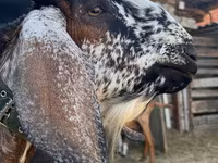 बकरा, Nubian Goat — फ़ोटो 1