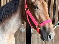 Jument, Rocky Mountain Horse — photo 4