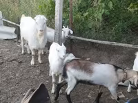 Keçi, LaMancha goats — foto 3