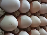 मॉस्को ब्लैक — फ़ोटो 8