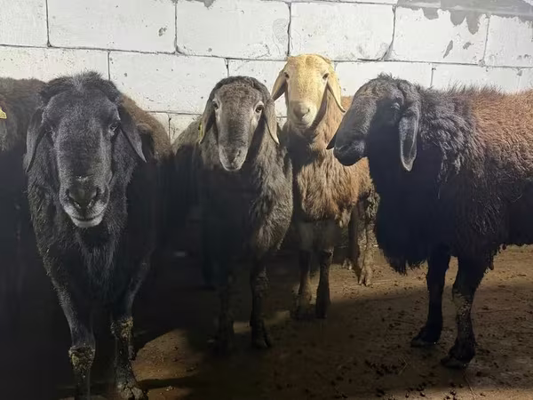मेढ़ा, Arashan sheep