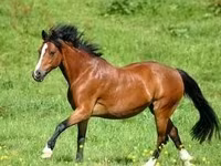 Cheval, Chevaux — photo 7