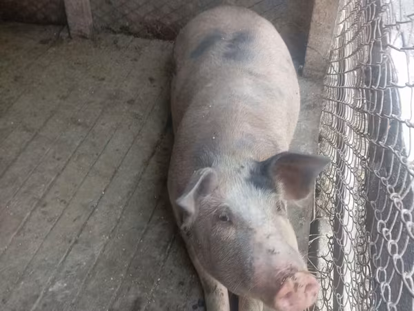 Truie, Porcs — Moldavie