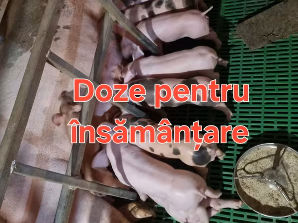 Boar, Pigs — Moldova
