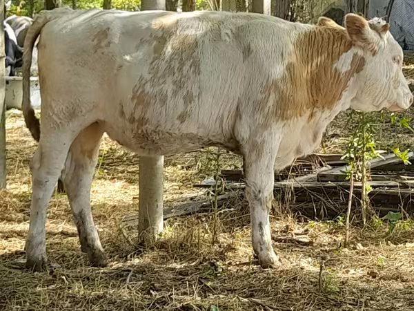 母牛, Cattle — 摩尔多瓦