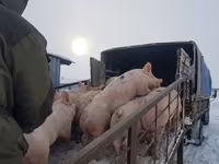 Porca, Porcos — foto 8