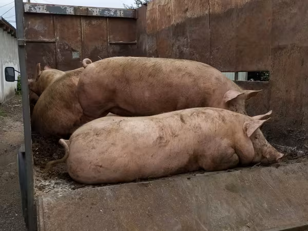 Vier, Porci — Republica Moldova