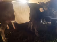 Toro, Ganado vacuno — foto 5