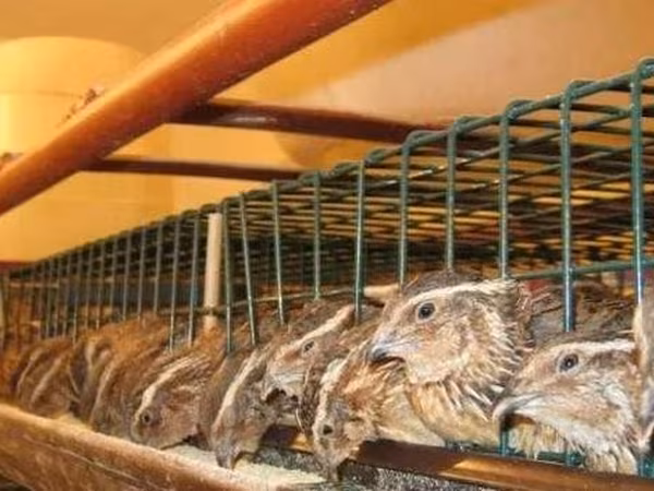 Quails