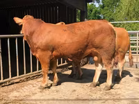 Taureau, Vache limousine — photo 1