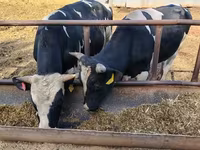 Bou, Rasa Holstein — foto 1