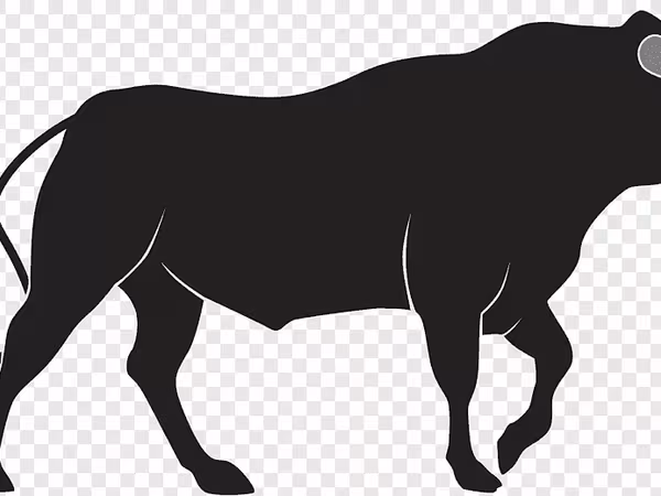 Bou, Bovine