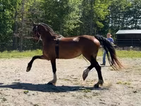 Stute, Dutch warmblood horse — Foto 3