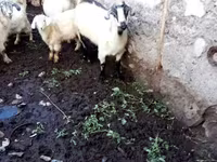 Goat, Goats — photo 2