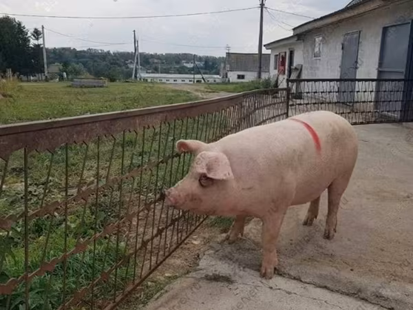 मादा सूअर, Крупная белая
