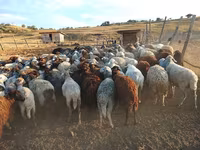 母羊, Sheep — 照片 2