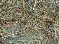 Vind baloti de lucerna70\ 40 lei  ,griu 3.5 lei/kg. fin40 lei — الصورة 1
