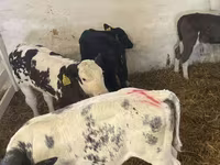 Bou, Bovine — foto 4