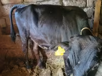 Bou, Bovine — foto 4