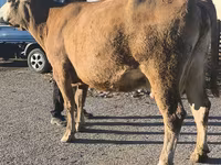 بقرة, Simmental cattle — الصورة 7