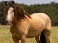 Caballo, Gypsy horse — foto 2