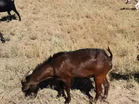 Cabro, Nubian Goat — foto 3