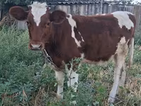 Vacă, Bovine — foto 1