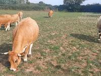 Vacă, Aubrac cattle — foto 3