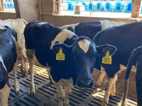 Touro, Russian Black pied cattle — foto 5