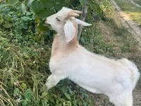 Billy Goat, Goats — photo 5