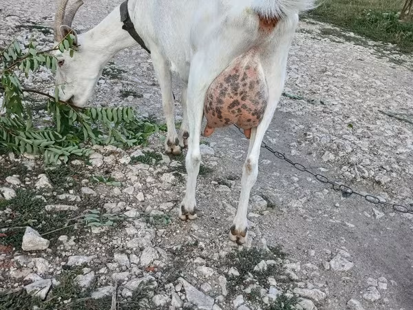 Cabra, Saanen goat — Moldávia