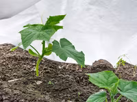 Агроволокно белое укрывное, Agrofibre (Agril) albe de protecția plantelor — Foto 4