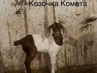 Țap, Kamori goats — foto 3